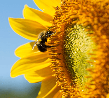 Bee on a flower
